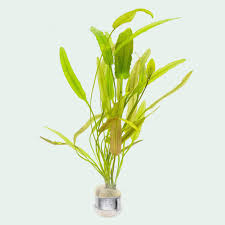 Image result for Aponogeton