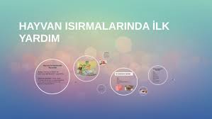hayvan isirmalarinda ilk yardim by zekiye yapici on prezi next