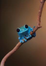 A Blue Frog If This Little Guy Doesn T Make You Smile Don T Know What Will Cute Frogs Cute Animals Animals Wild
