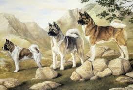 A japanese strain, commonly called akita inu. History Of The American Akita K9 Research Lab