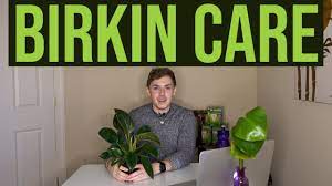 How to care for the birkin philodendron: Philodendron Birkin Care Guide Houseplant Care Youtube