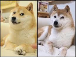 Doge is our fun, friendly mascot! Dogecoin Der Japanische Rettungshund Der Zum Unwahrscheinlichen Gesicht Einer Krypto Sensation Wurde The Aktuelle News