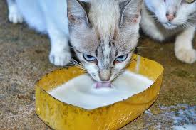 Eggshell powder recipe natural calcium for dog food, cat food. What Can Cats Eat Petskb