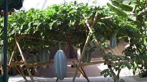 The leaves on a pumpkin plant are not naturally appealing because pumpkin leaves, like other squash plants, are very spiny. How To Cultivate Pumpkin For Sustainable Income The Guardian Nigeria News Nigeria And World News Features The Guardian Nigeria News Nigeria And World News