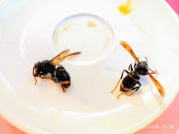 A vespa velutina é uma espécie exótica invasora de origem asiática que foi involuntariamente introduzida em portugal no alto minho em 2011. Vespa Velutina Em Farmacia Alvide Cascais Portugal Facebook