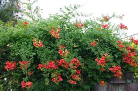 Check spelling or type a new query. Hummingbird Vine Plant Campsis Radicans Glorious Orange Red Trumpets Caribbeangardenseed