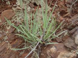 Image result for Sonchus dregeanus