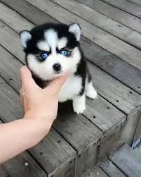 Husky dog animal pet siberian portrait canine domestic fur. Night King Cute Husky Puppies Cute Baby Dogs Husky Puppy