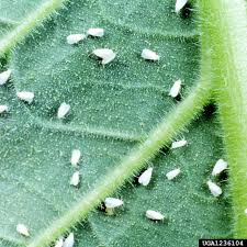 whitefly problems in the garden hgtv