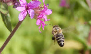 1 spawning 1.1 natural generation 1.2 saplings 2 drops 3 behavior 3.1 pollinating 3.2 housing 3.3 attacking 3.4 honey blocks 4 breeding 5 sounds 6 advancements 7 achievements 8 data values 8.1 id 8.2 entity data 9 history 10 issues 11 gallery 11.1. How Far Do Bees Fly For Food A Look At The Research