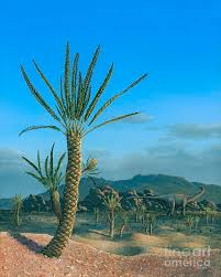 Image result for Stolzia williamsonii