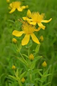 Image result for Hypericum scioanum