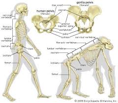 Human Muscle System Functions Diagram Facts Human Gorilla Animal Drawings