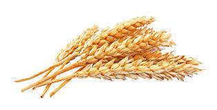 Free Download Gold Wheat Transparent Background Wheat File About 7 26 Mb And Resolution 4147x2118 Wheat Food Obsession Gluten Intolerance