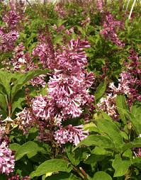 Image result for Syringa prestoniae