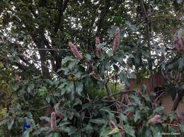 Image result for Faurea rochetiana