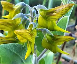 Image result for Crotalaria kirkii