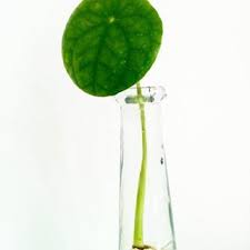 Pilea Leaf Propagation Plantsofinstagram Leafpropagation Propagation Propagating Pileapeperomioides P Chinese Money Plant Plant Leaves Propagation