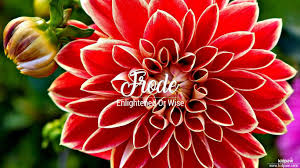 Dahlia pronunciation with meanings, synonyms, antonyms, translations, sentences and more what is the correct pronunciation of the name cristiano ronaldo? Frode Name Pronunciation In 20 Different Languages