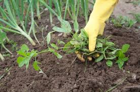 We've tried quite a few different methods over the years and have settled on using the weeding tricks and methods below as a sustainable way to manage weedy invasion. Organic Weed Control Methods Ecofarming Daily
