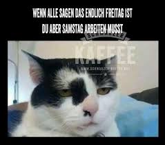 Pin By Codruta Wagner On Lustige Weise Spruche Serious Cat Funny Pictures Funny Cats