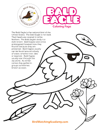 If you want more quality coloring pictures, please select the large size button. Bald Eagle Coloring Page Bird Watching Academy