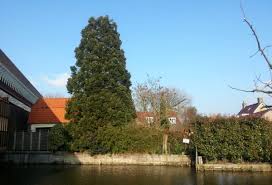 Achtersloot in gemeente ijsselstein (provincie utrecht) is a place in netherlands about 24 mi (or 39 km) south of amsterdam, the country's capital city. Mammoetboom Bij De Bibliotheek In Ijsselstein Utrecht Nederland