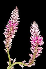 Image result for Hermbstaedtia