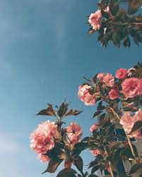 Download and use 100000+ pink flowers stock photos for free. Pink Flowers Aesthetic Wallpapers Top Free Pink Flowers Aesthetic Backgrounds Wallpaperaccess