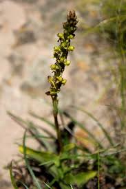 Image result for Dierama parviflorum