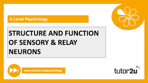 Find 6 synonyms for relay neuron and other similar words that you can use instead from our thesaurus. Structure Function Of Sensory Relay Neurons Biopsychology Aqa A Level Psychology Youtube