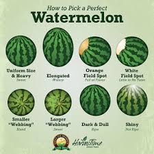 How To Pick A Perfect Watermelon Food Facts Food Hacks Watermelon