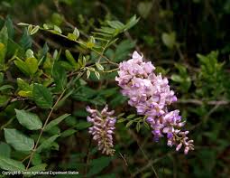 Where a few other wisterias such as texas white the l. Texas Native Plants Database