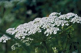 Image result for Physotrichia heracleoides