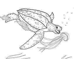 Everyone knows the famous story between the rabbit and the turtle i guess. Leatherback Sea Turtle Coloring Page Free Printable Coloring Pages For Kids