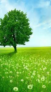 Green Tree Green Nature Wallpaper Nature Wallpaper Green Nature
