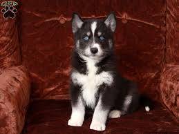 Interior last month have been given names and are ready for adoption. Siberian Samoyed Puppies For Sale Greenfield Puppies