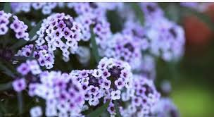 Blushing Princess Sweet Alyssum Pw Alyssum Dream Garden Garden Plants
