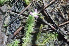 Image result for Mayaca baumii