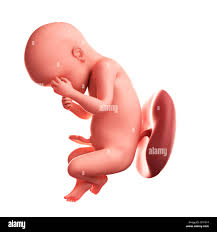 Foetus at 30 weeks, artwork Stock Photo - Alamy