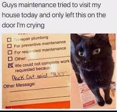 (via leahweissmuller) man in thick accent: Black Cat Ain T Havin It Badcat Meow Catsofinstagram Catstagram Cats Blackcat Blackcats Blackcatsmatt Funny Animals Cute Funny Animals Animal Memes
