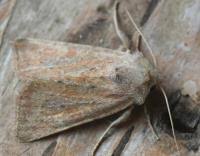 Image result for Photedes fluxa