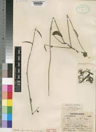 Image result for Dicliptera carvalhoi