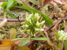 Image result for Trifolium squarrosum