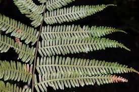 Image result for Pteris dentata