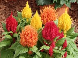 Celosia Argentea Plumosa Cockscomb Woolflower Mix Pink Yellow Red Orange Started Indoors To Get A Jump Start On Th Flower Seeds Online Flower Seeds Plants
