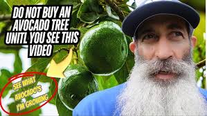 Brogden avocado vs. Dupuis avocado