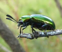 Image result for Platycoryne