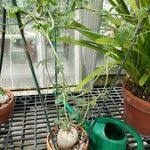 Image result for Coccinia mildbraedii