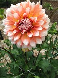 Pin On A La Mode Dahlia Want